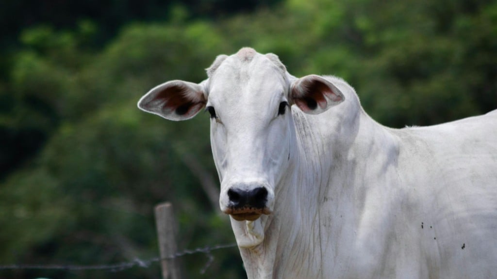 Bovino de corte em área de pasto. Foto: Canva