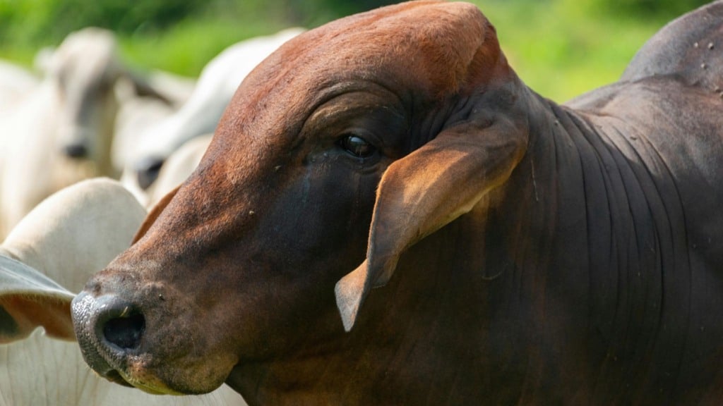 Bovino de corte de sangue zebu em área de pasto. Foto: Canva