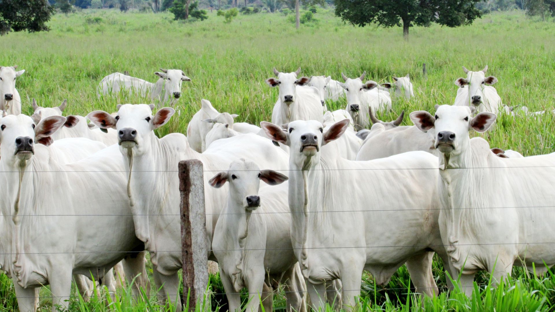 Quanto custa produzir uma arroba no pasto? Veja como calcular