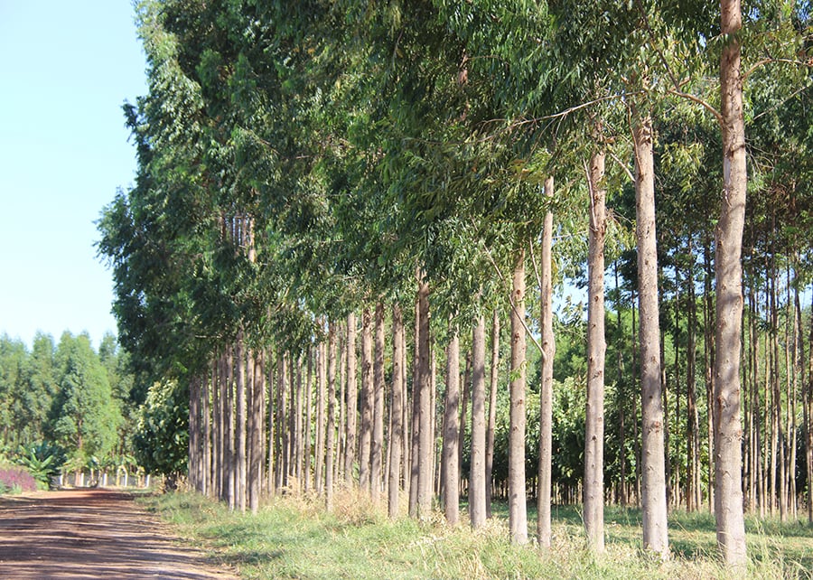 madeira propriedade rural planilha Embrapa